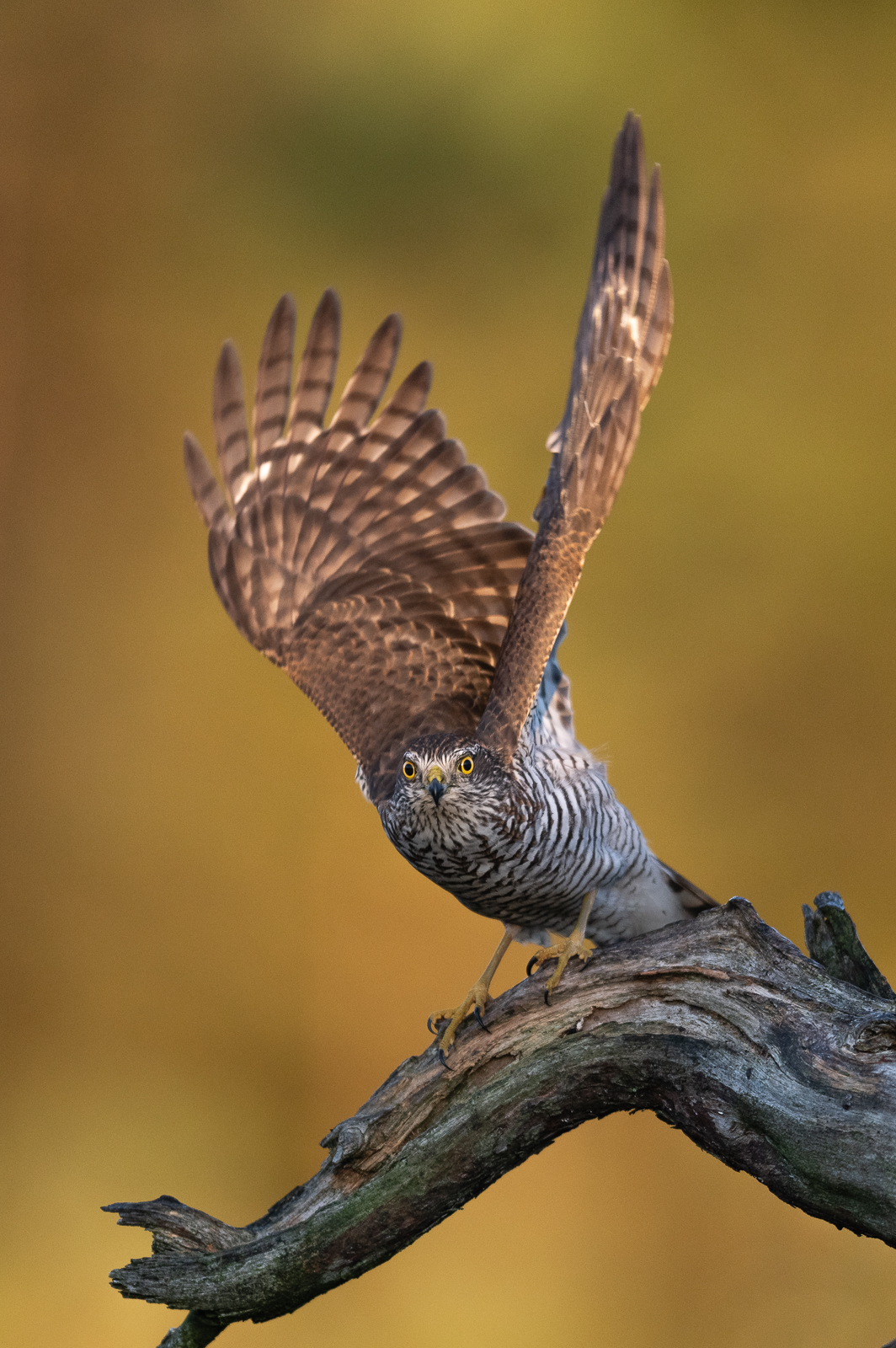 The sparrowhawk lifts off