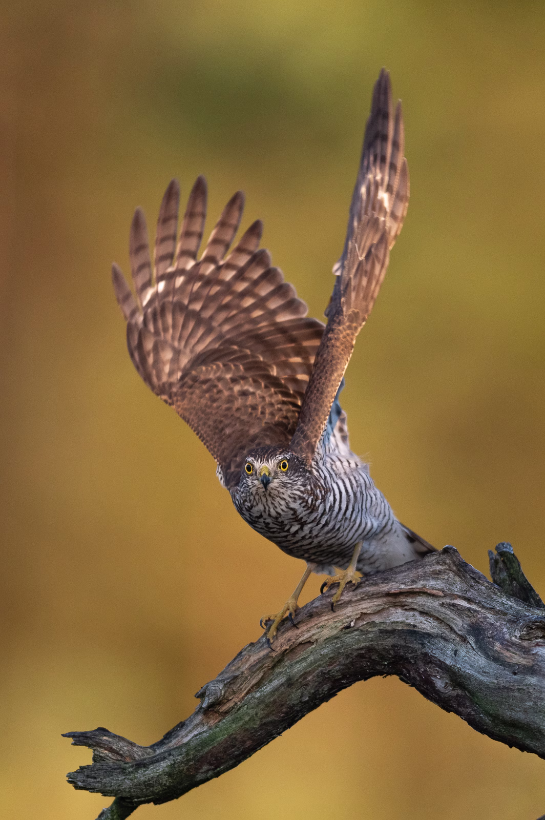 The sparrowhawk lifts off