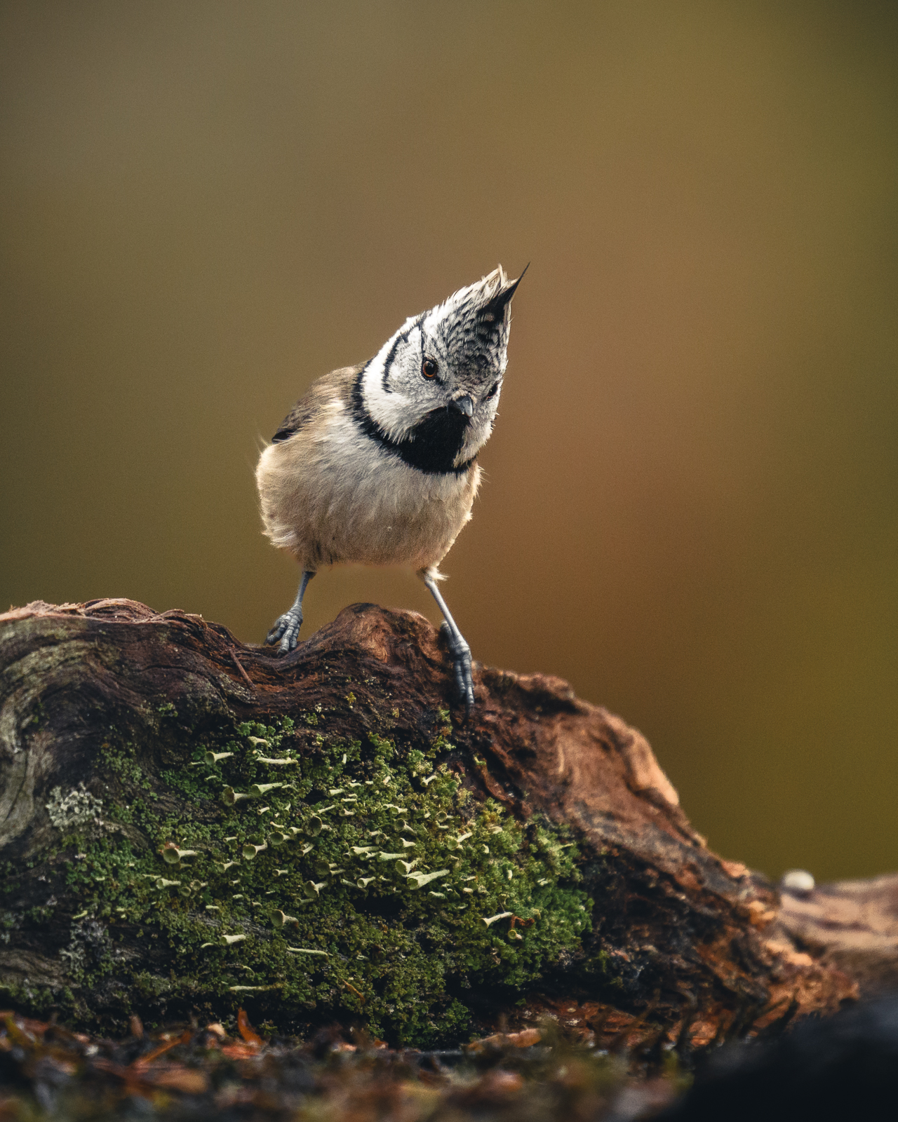 Crested tit on a brief visit