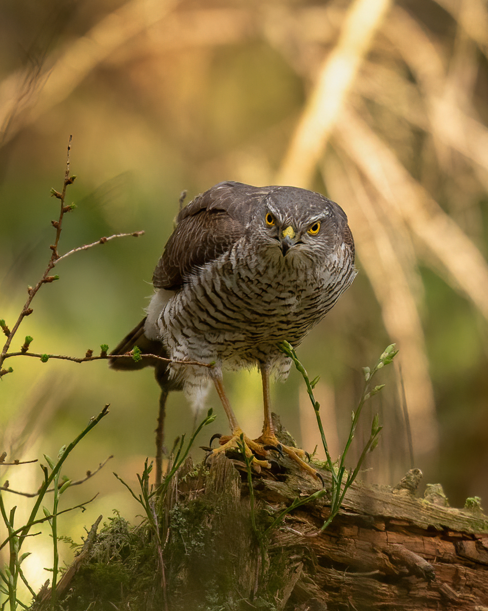 Sparrowhawk on a log