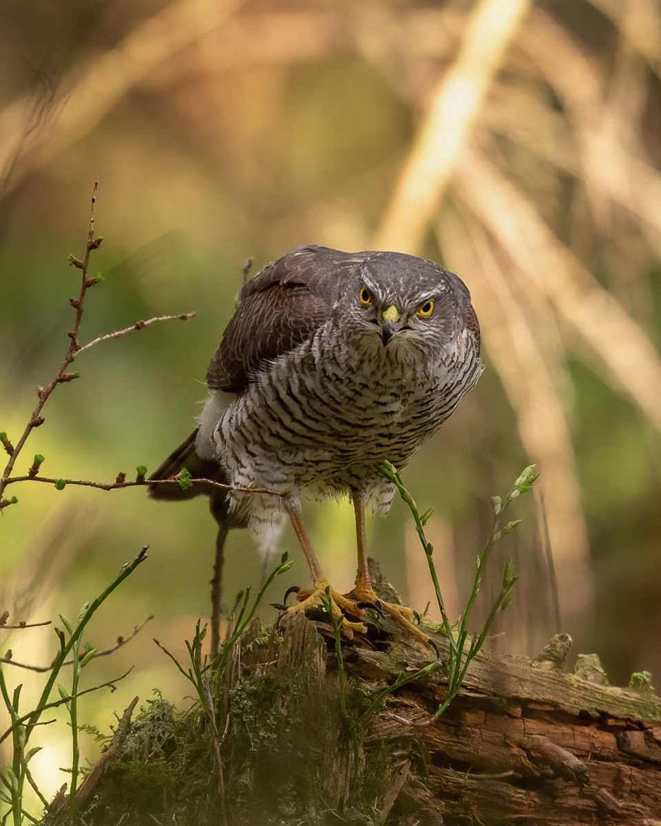 Sparrowhawk on a log