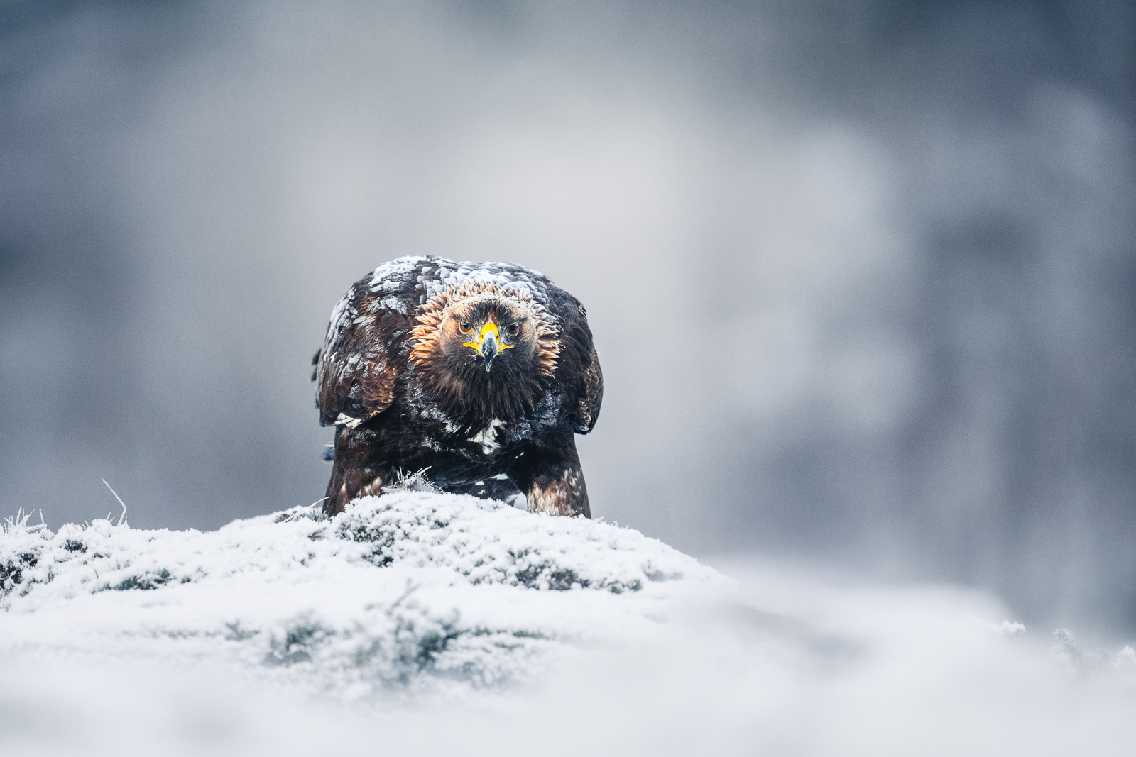 A frosty golden eagle