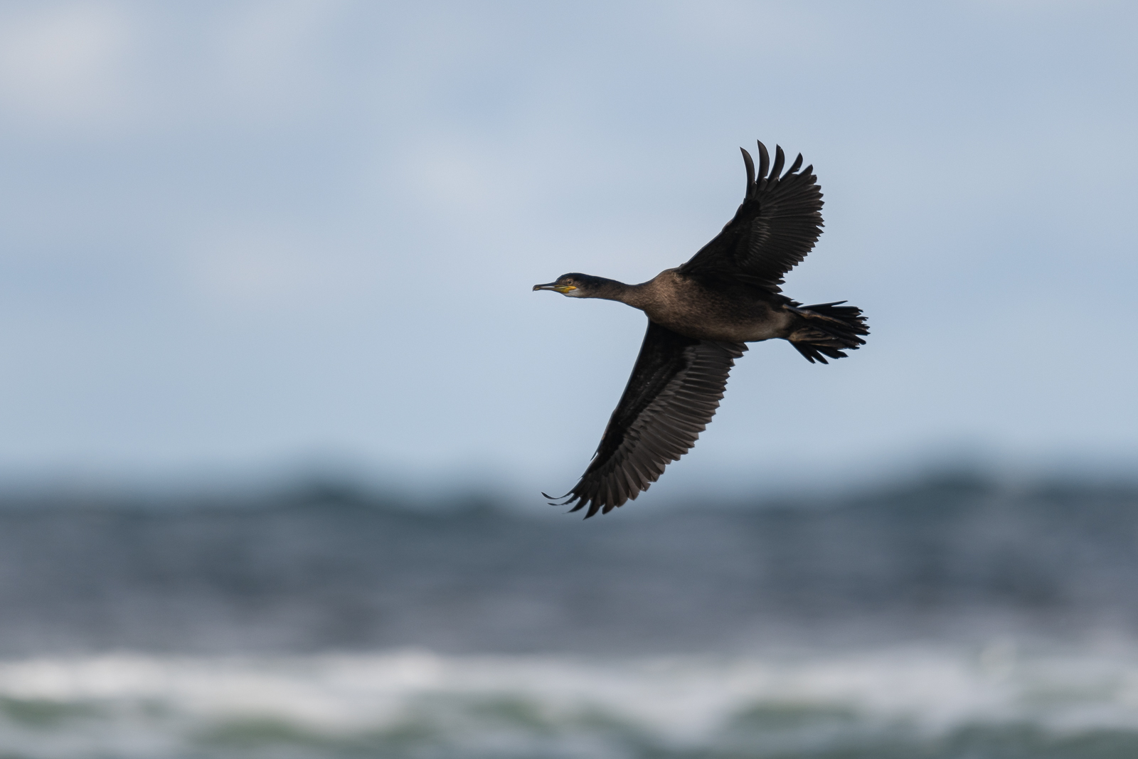 Cormorant in flight