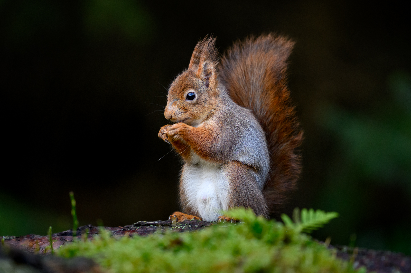 Squirrel feeding in the forest