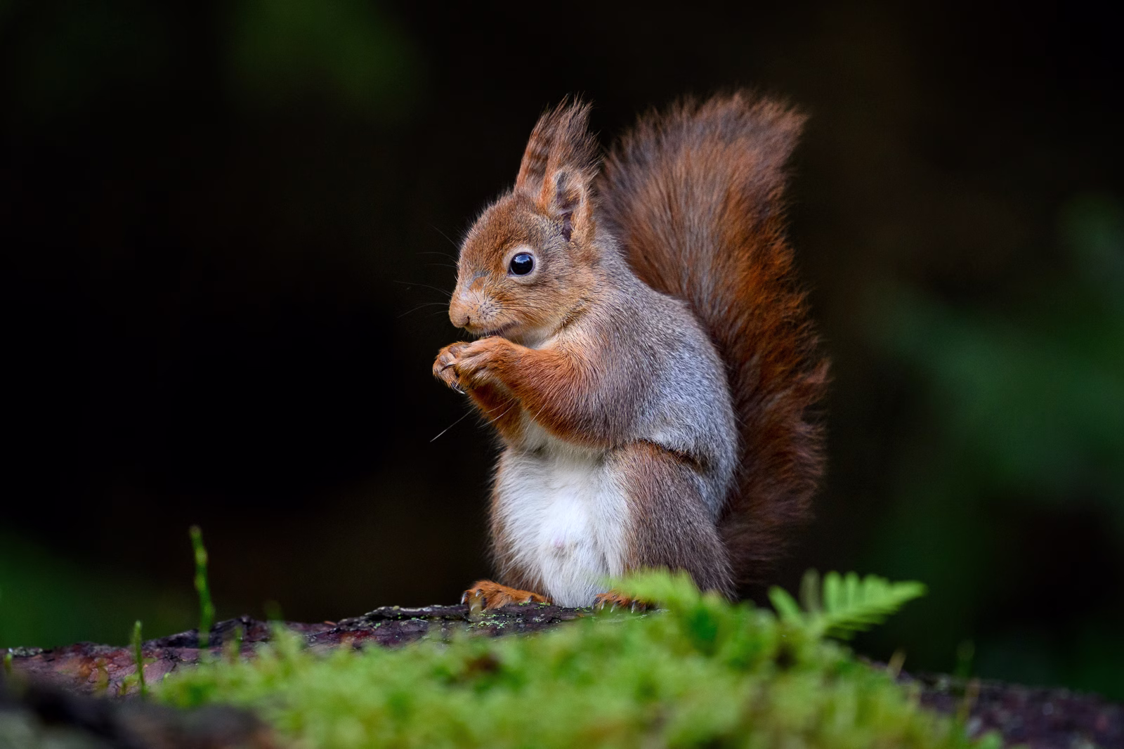 Squirrel feeding in the forest