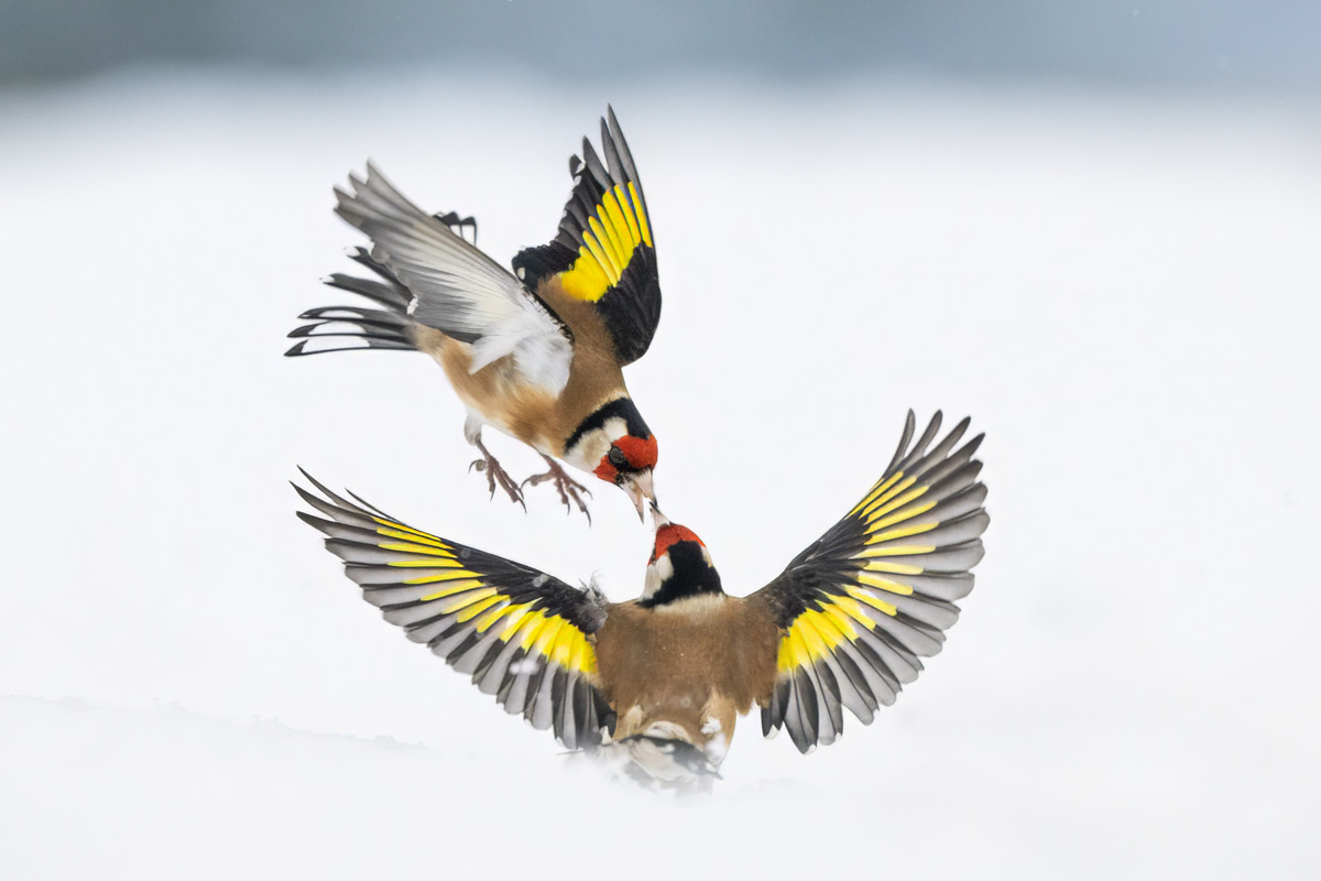 Two goldfinches fighting in the snow