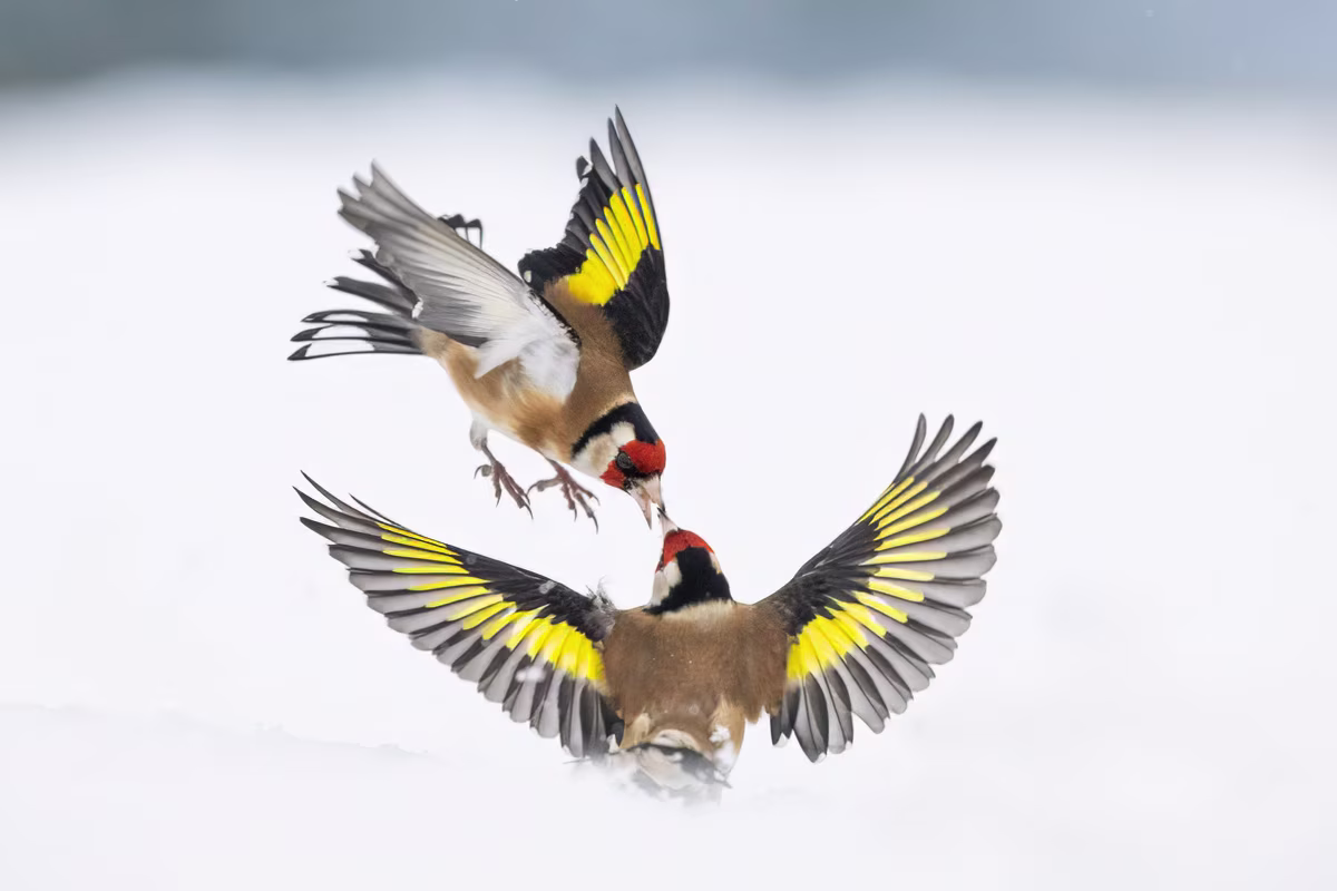 Two goldfinches fighting in the snow