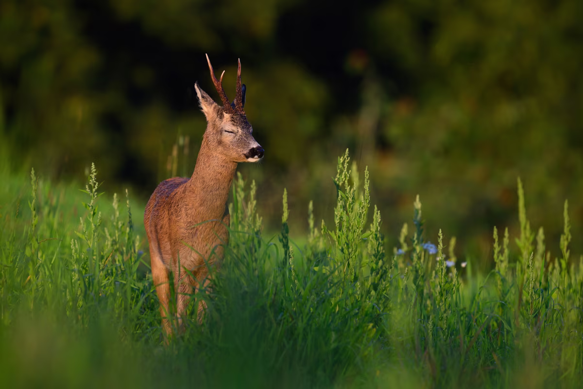 Roe deer buck enjoying the summer night