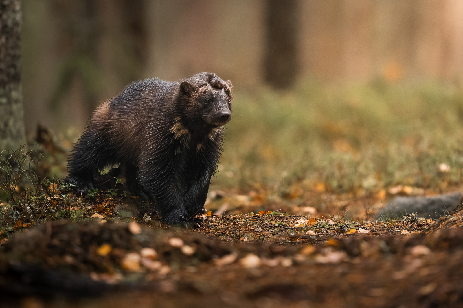 The wolverine in the autumn forest