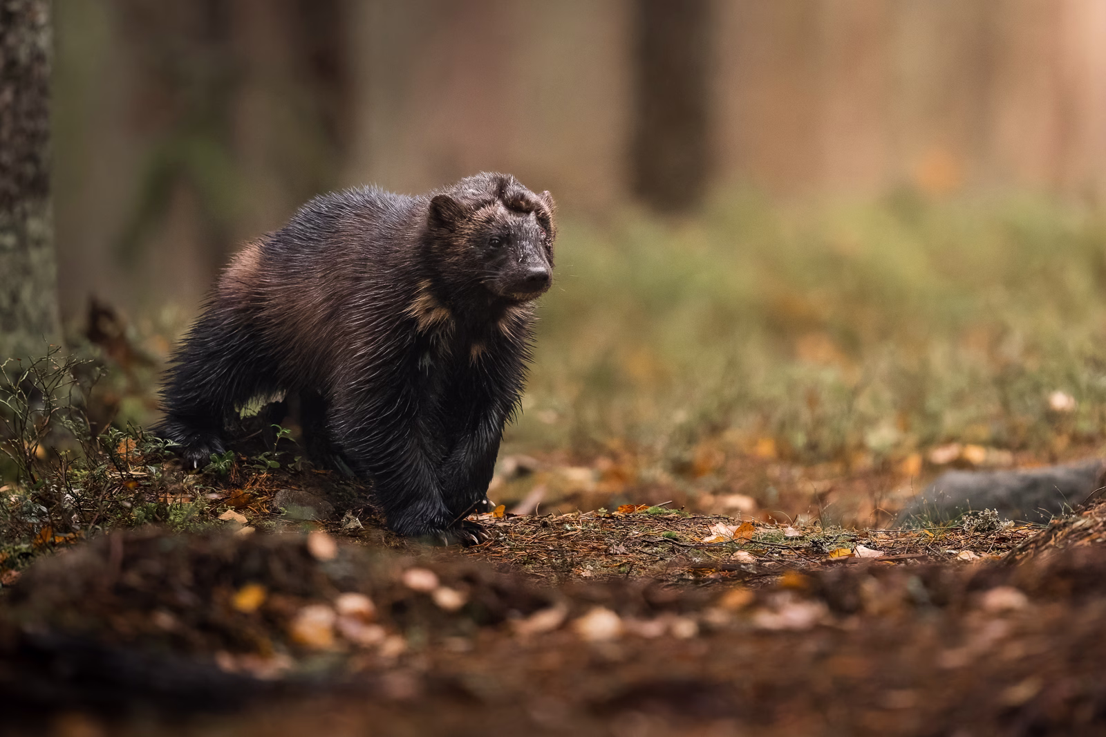 The wolverine in the autumn forest