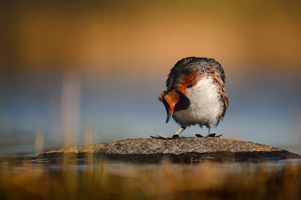 Slavonian grebe out of the water