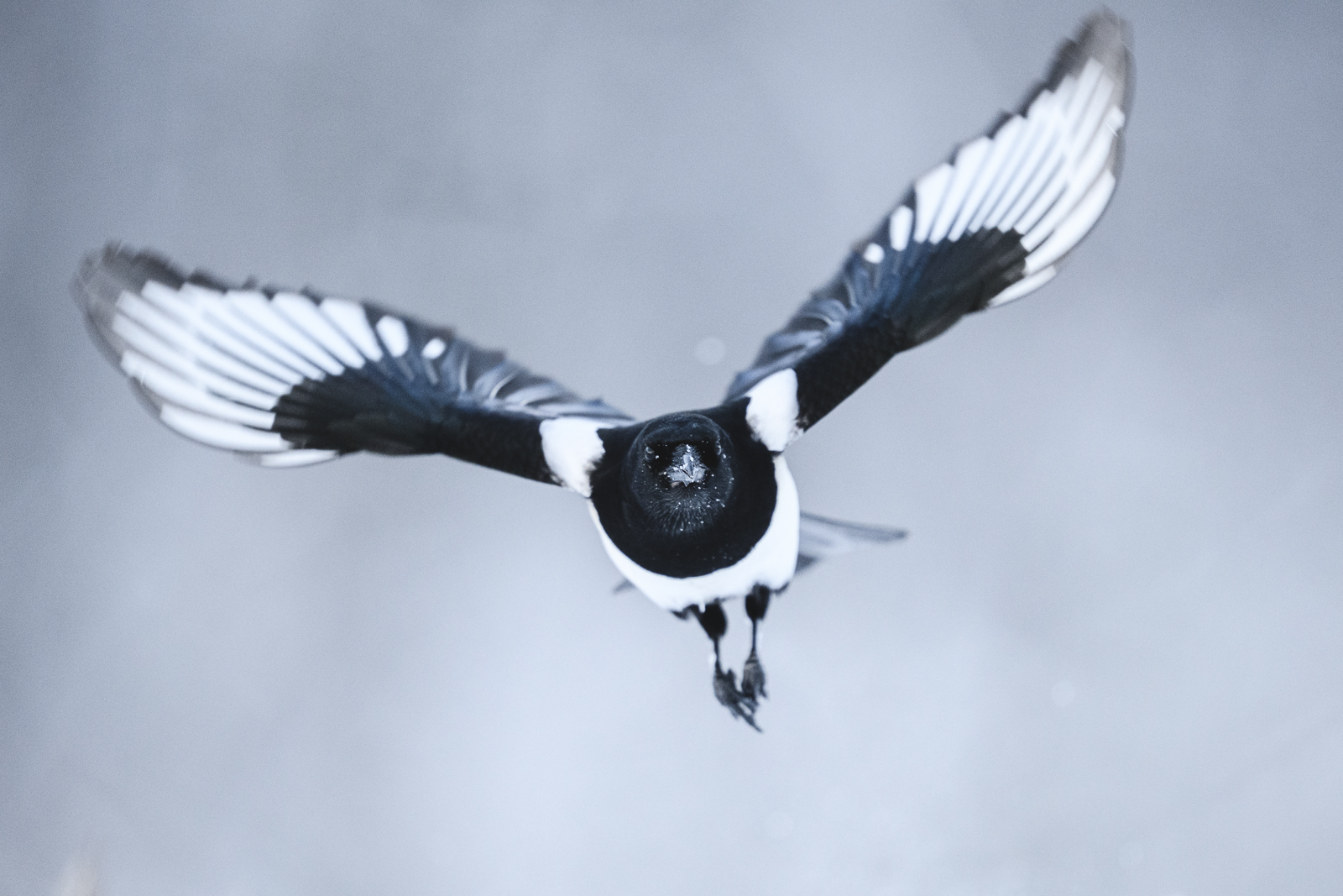 Magpie in flight a winter day