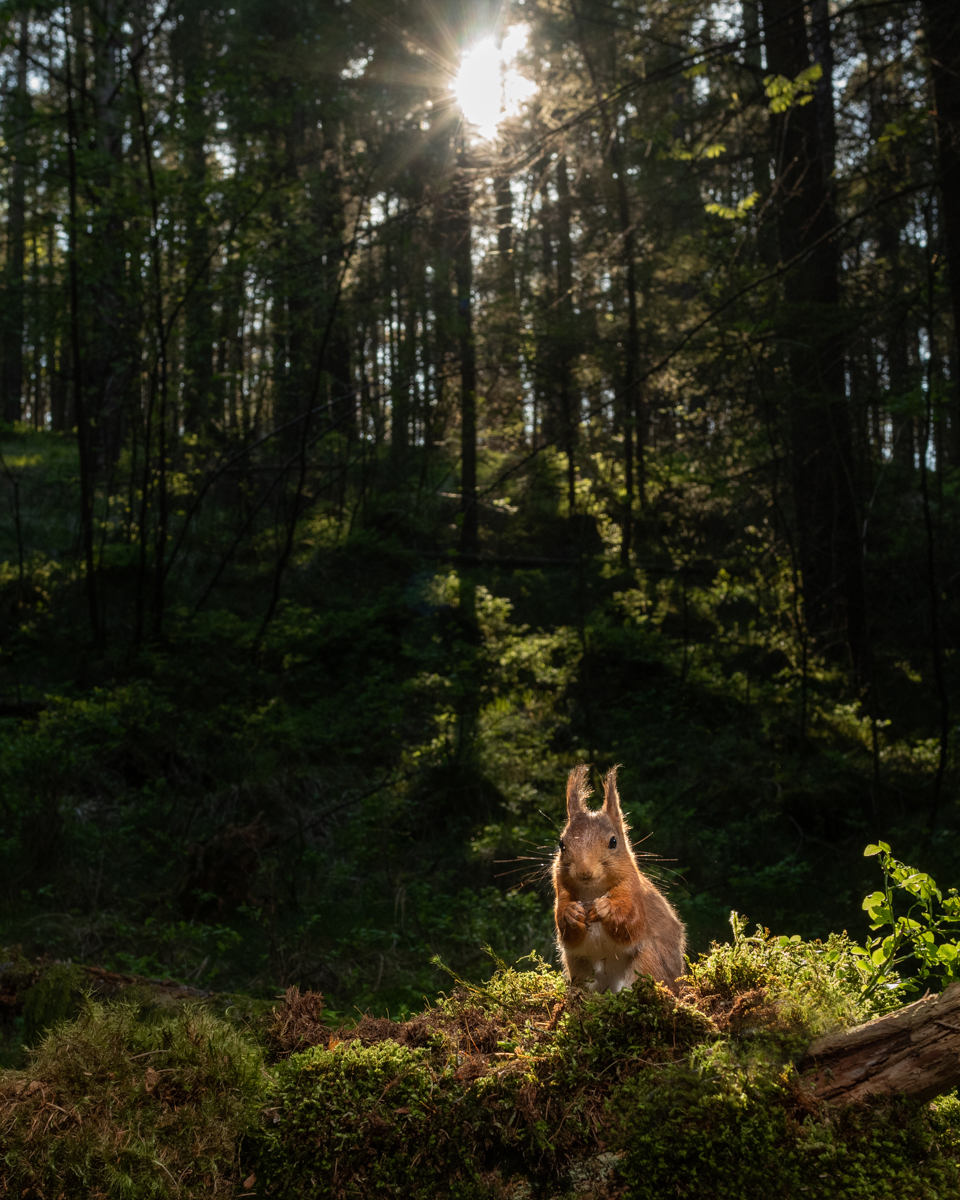 Squirrel in the afternoon sun