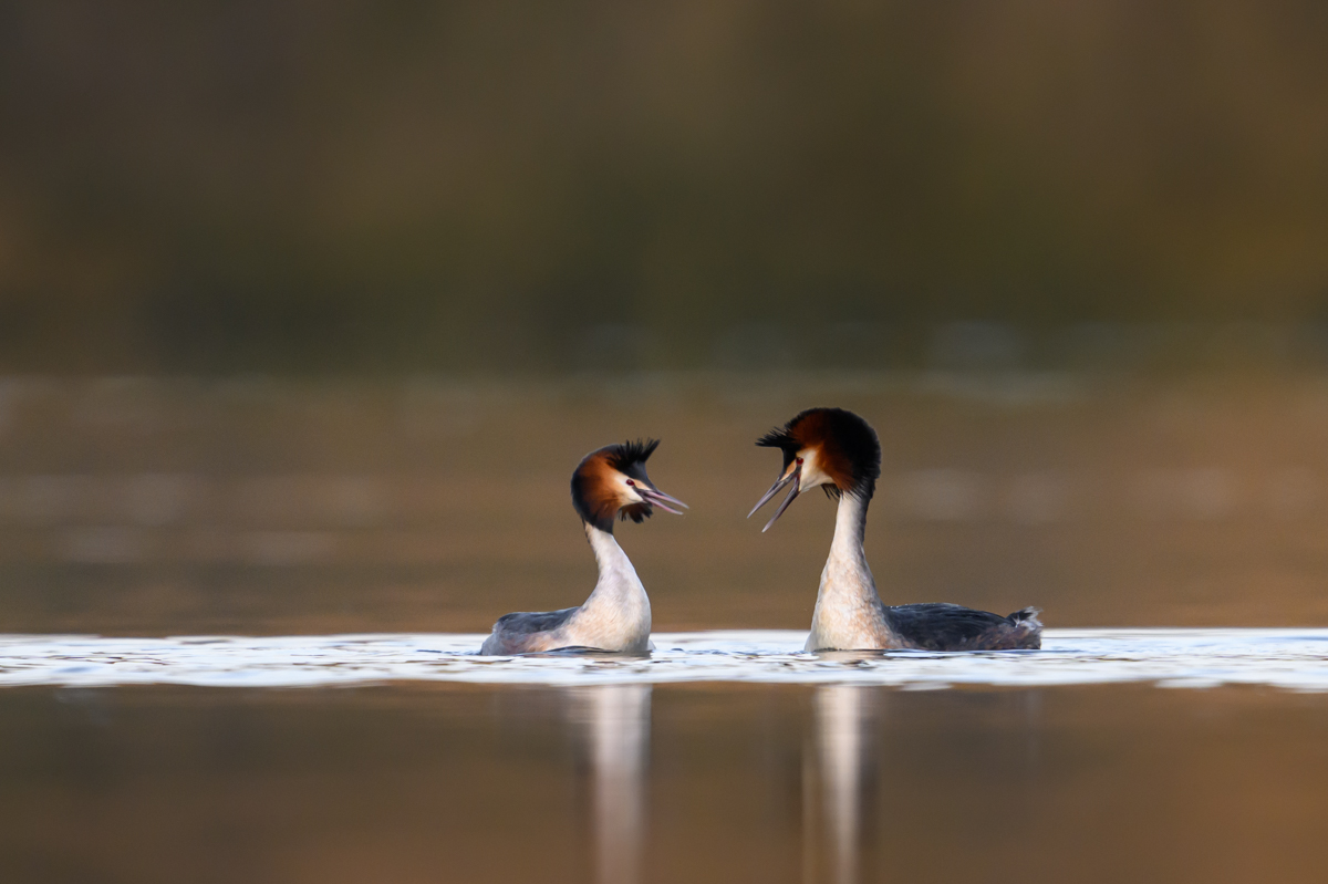 Pair of great crested grebes