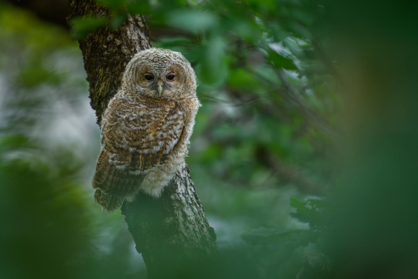 Young tawny owl resting in the tree