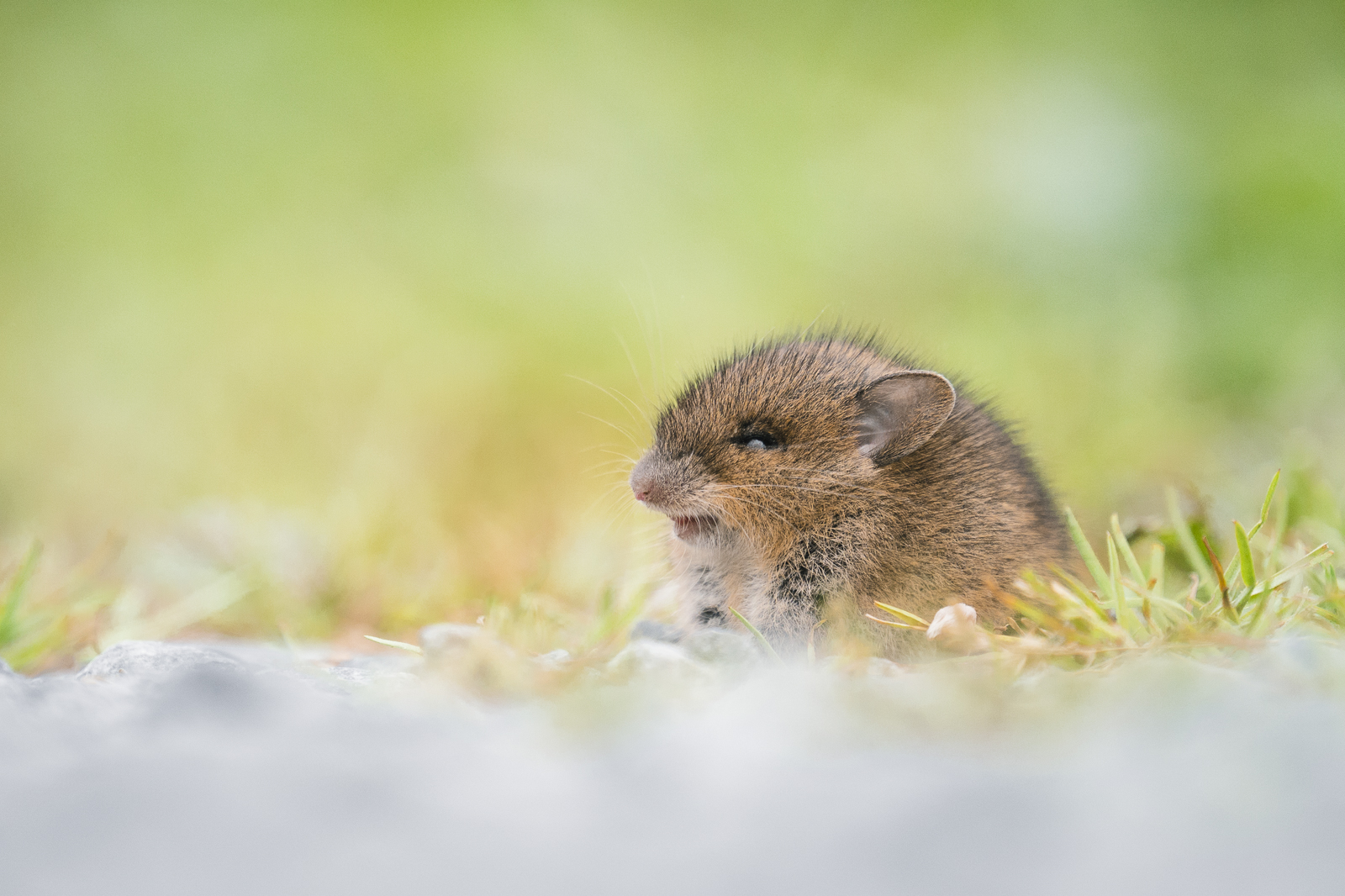 Small wood mouse hanging about