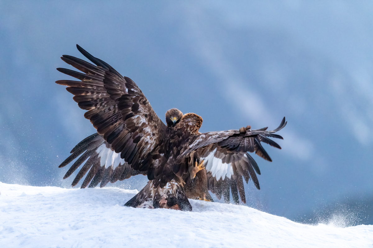 Golden eagles in fight