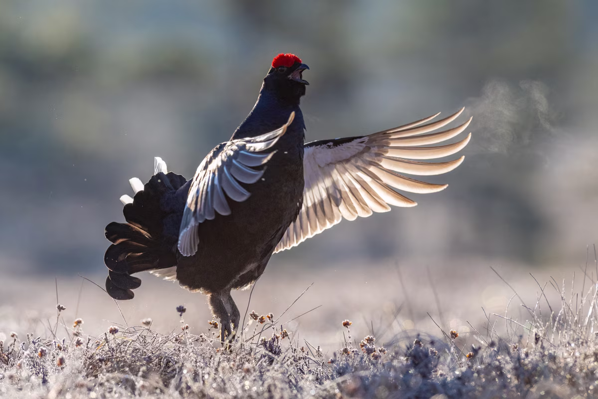 Black grouse calling out in the frosty morning