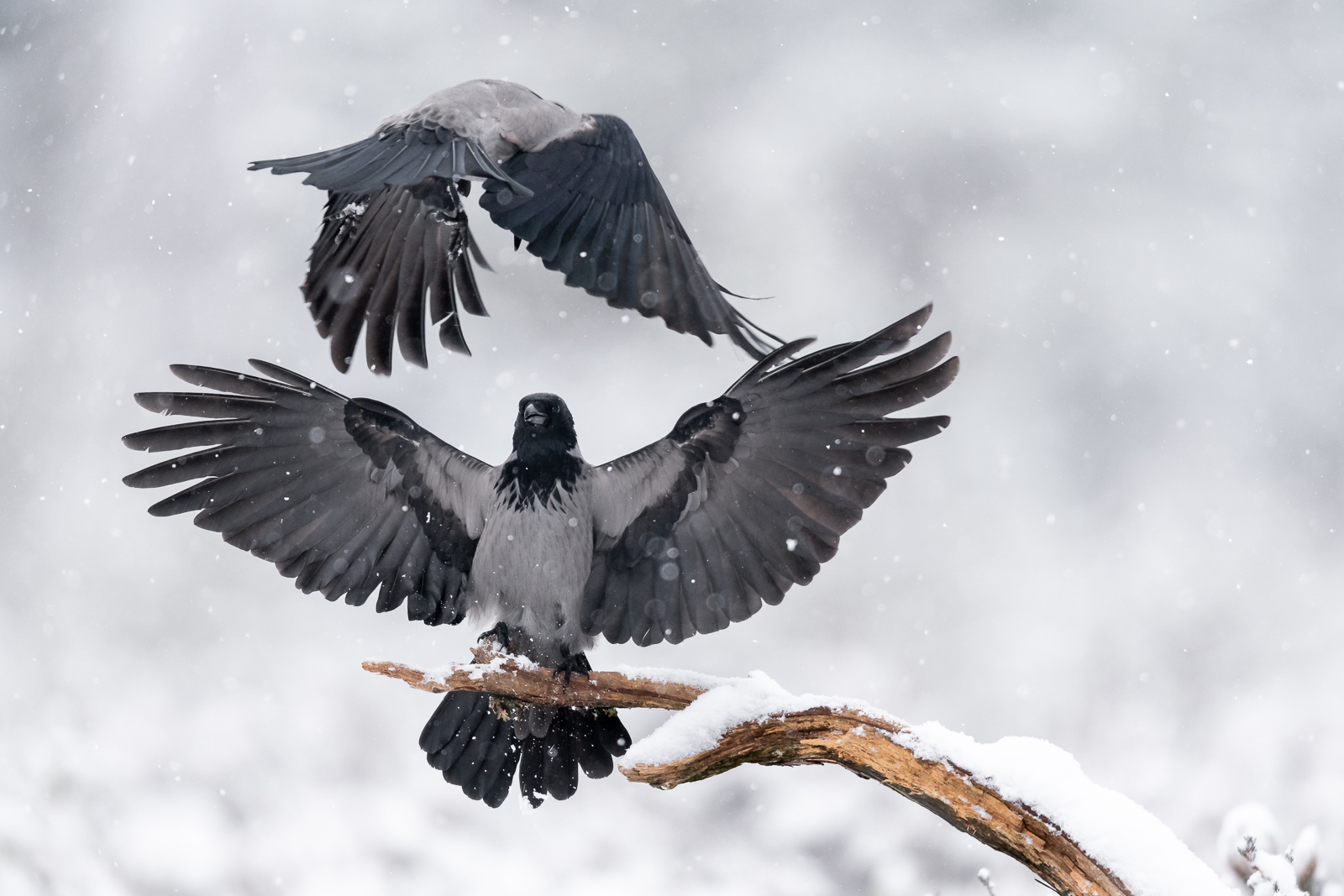 Crows fighting over the best spot