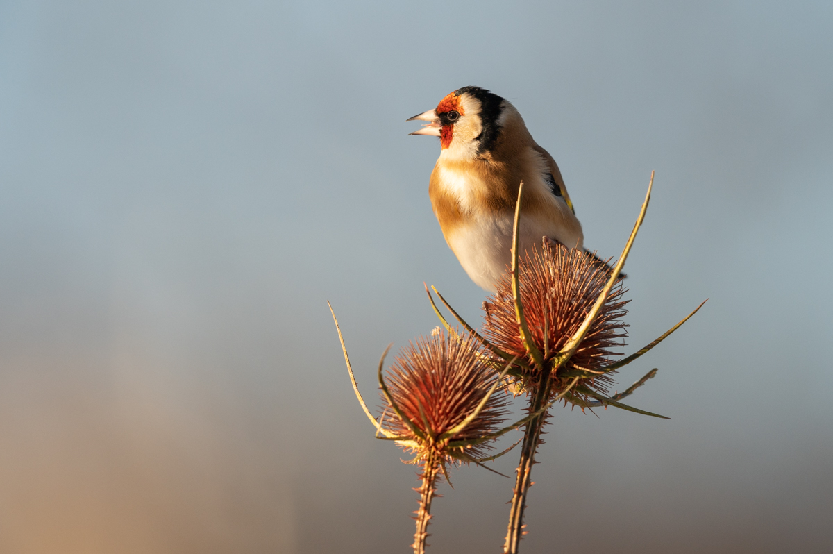Goldfinch on thistles
