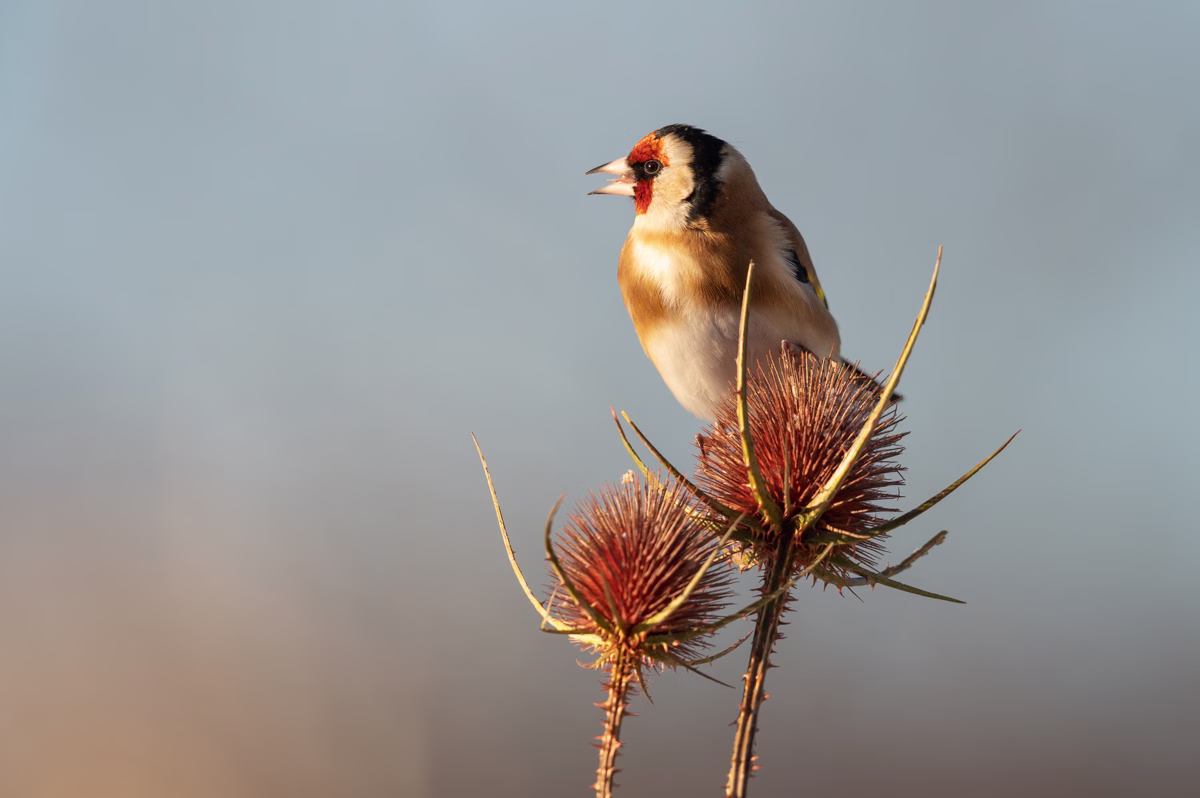 Goldfinch on thistles