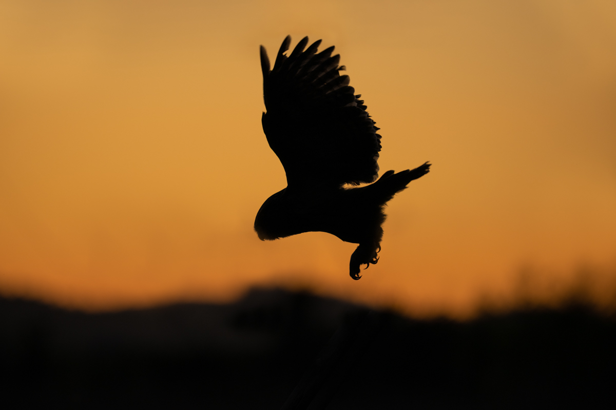 Eagle owl in silhouette