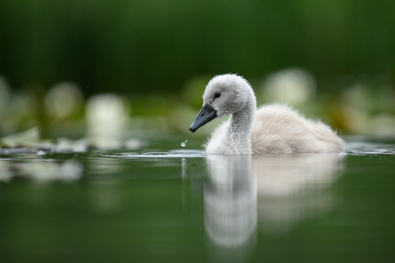 Cygnet on the pond
