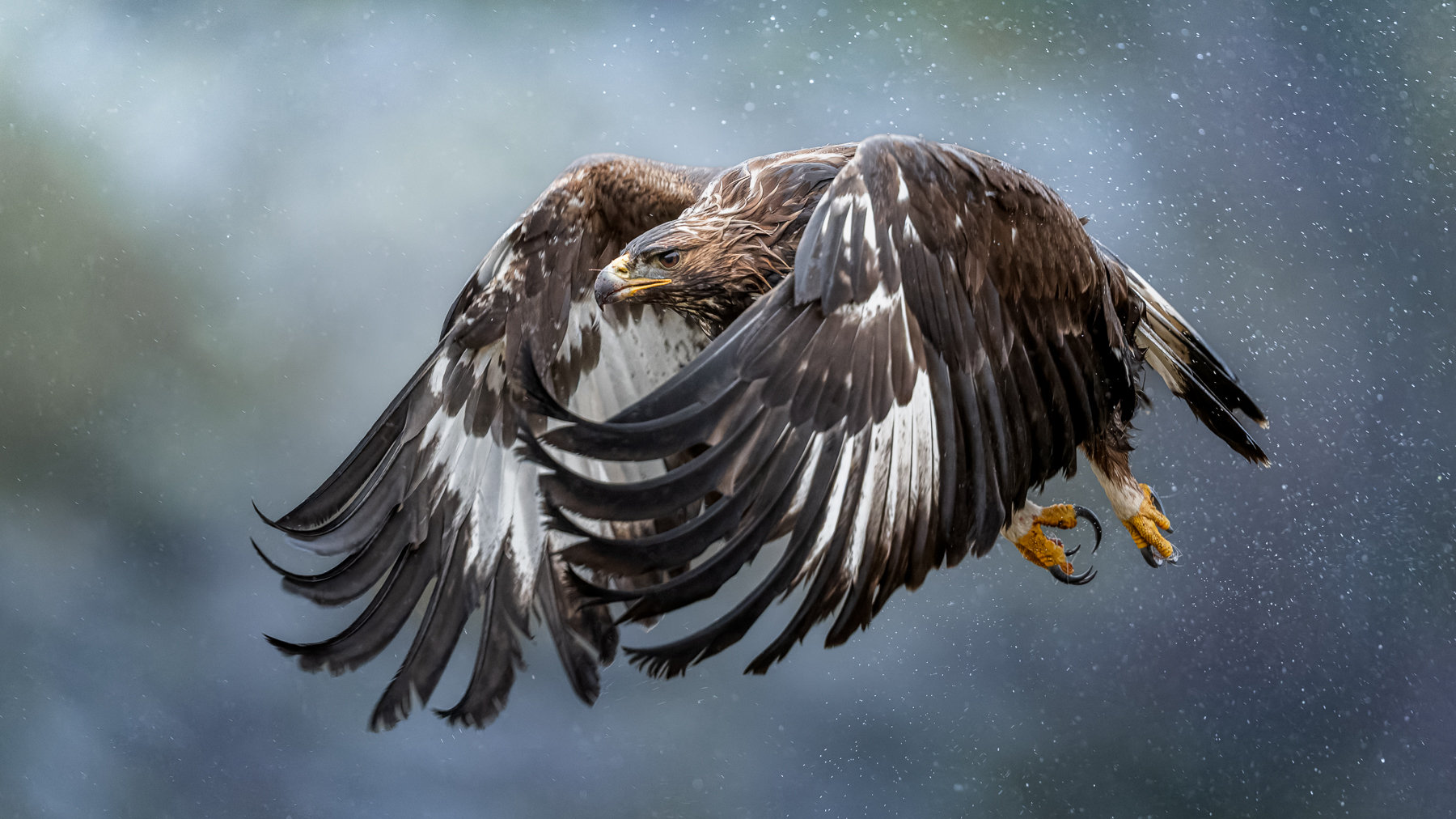 Golden eagle in flight