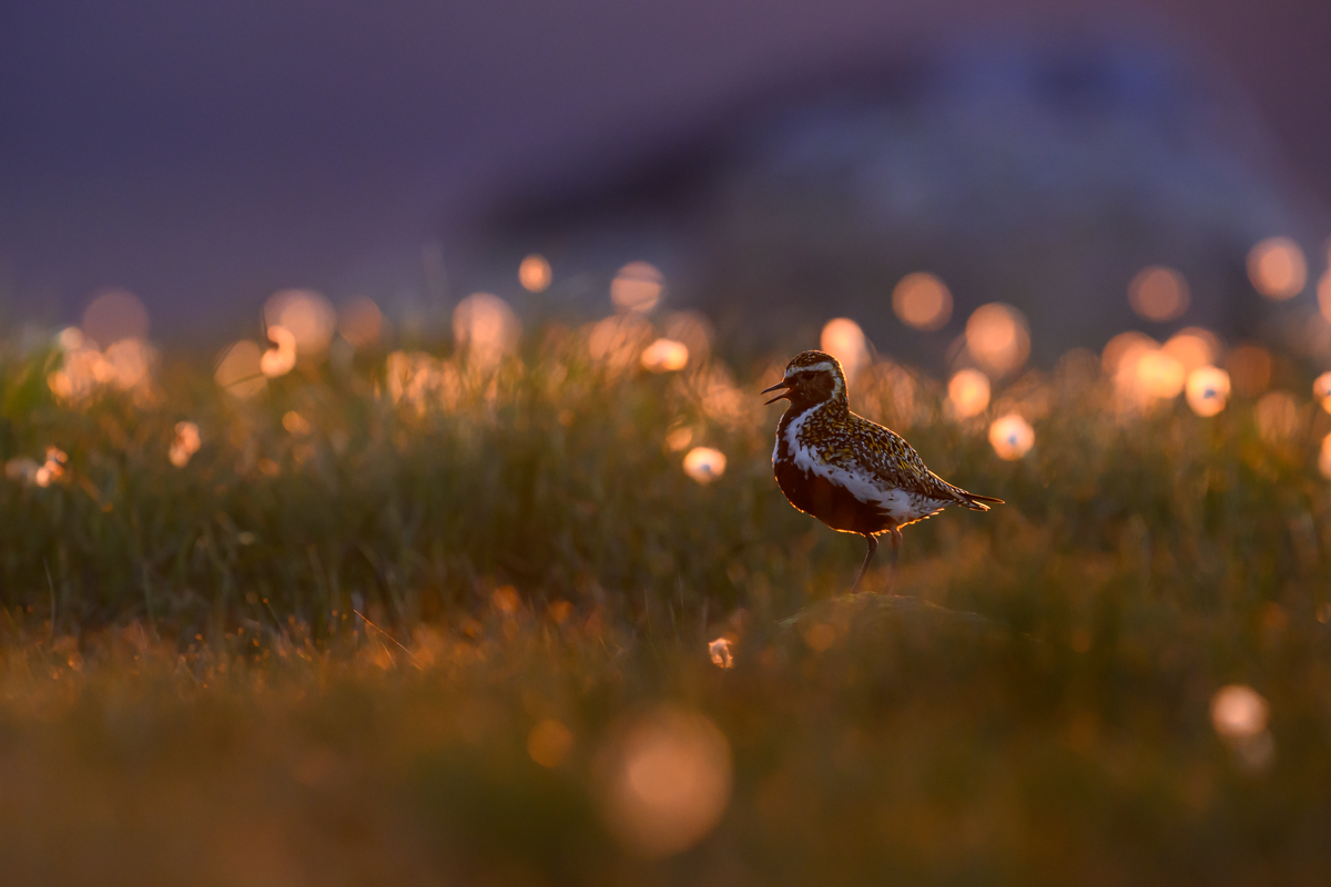 Golden plover against the illuminated cottongrass