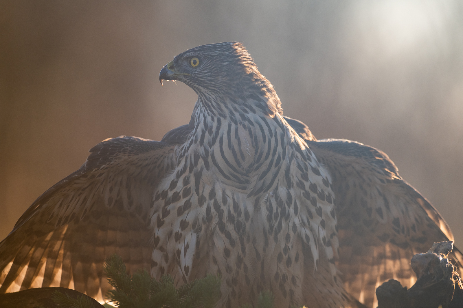 Goshawk unfolding its wings