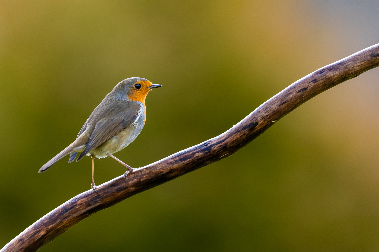Red robin in the garden
