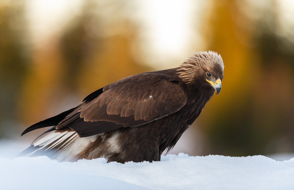 Golden eagle in snow at sunrise