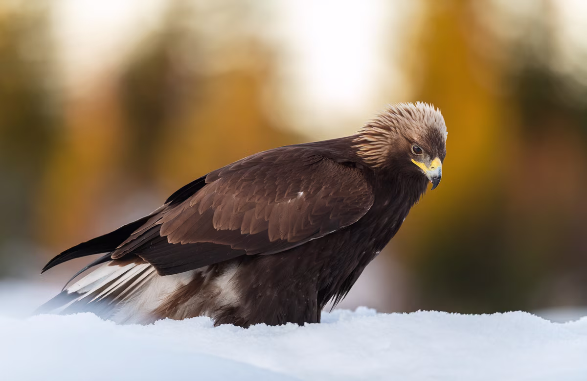 Golden eagle in snow at sunrise