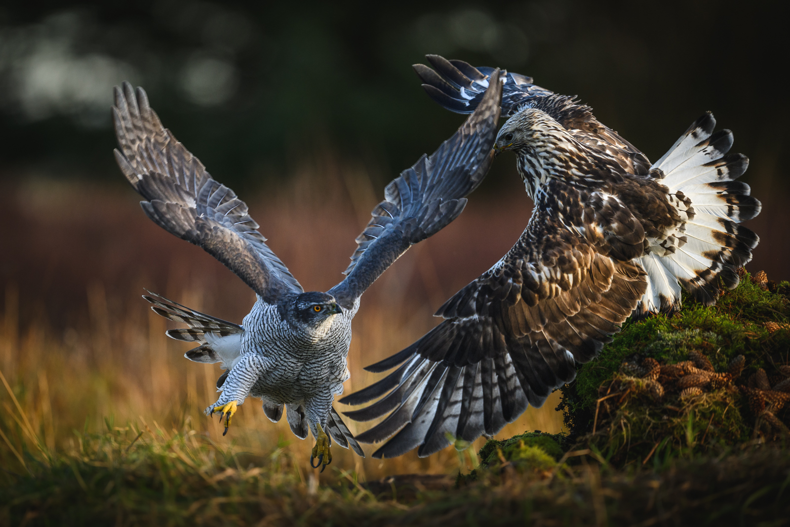 Goshawk and rough-legged buzzard in fight
