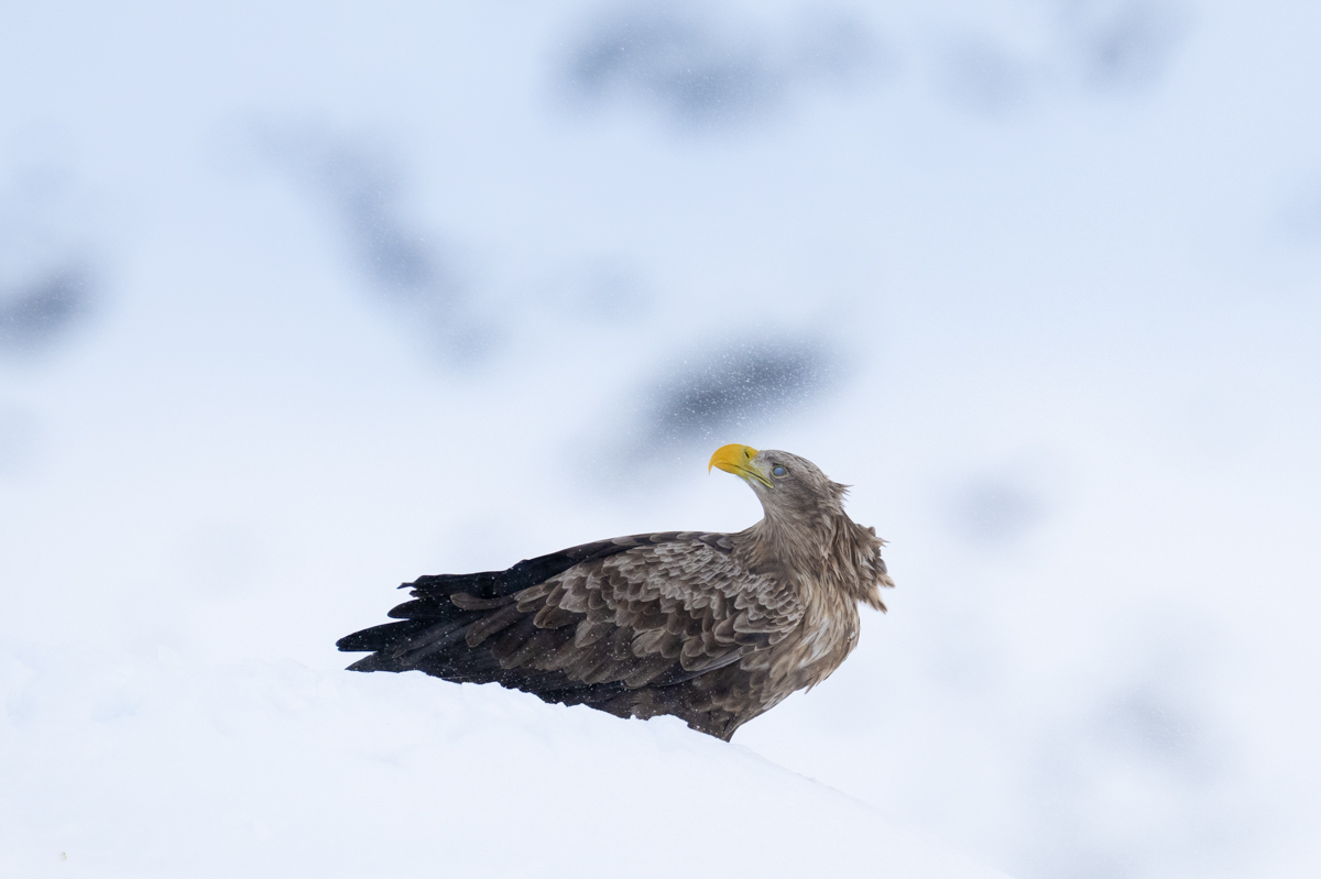 White tailed eagle in blizzard