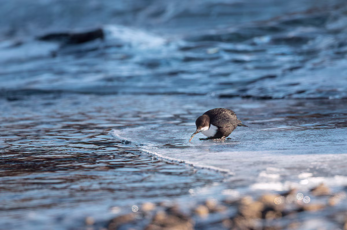 White-throated dipper with a stickleback