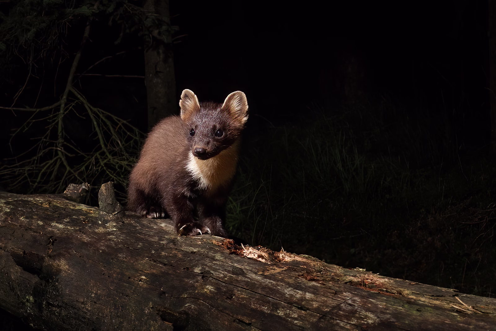Pine marten on old log