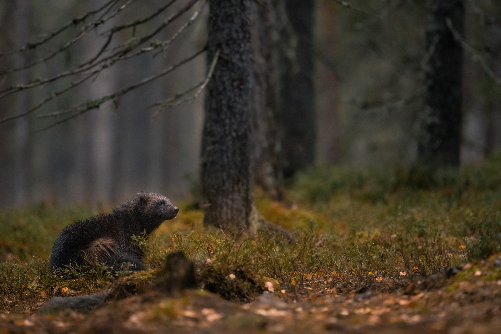 Wolverine in the Finnish forest
