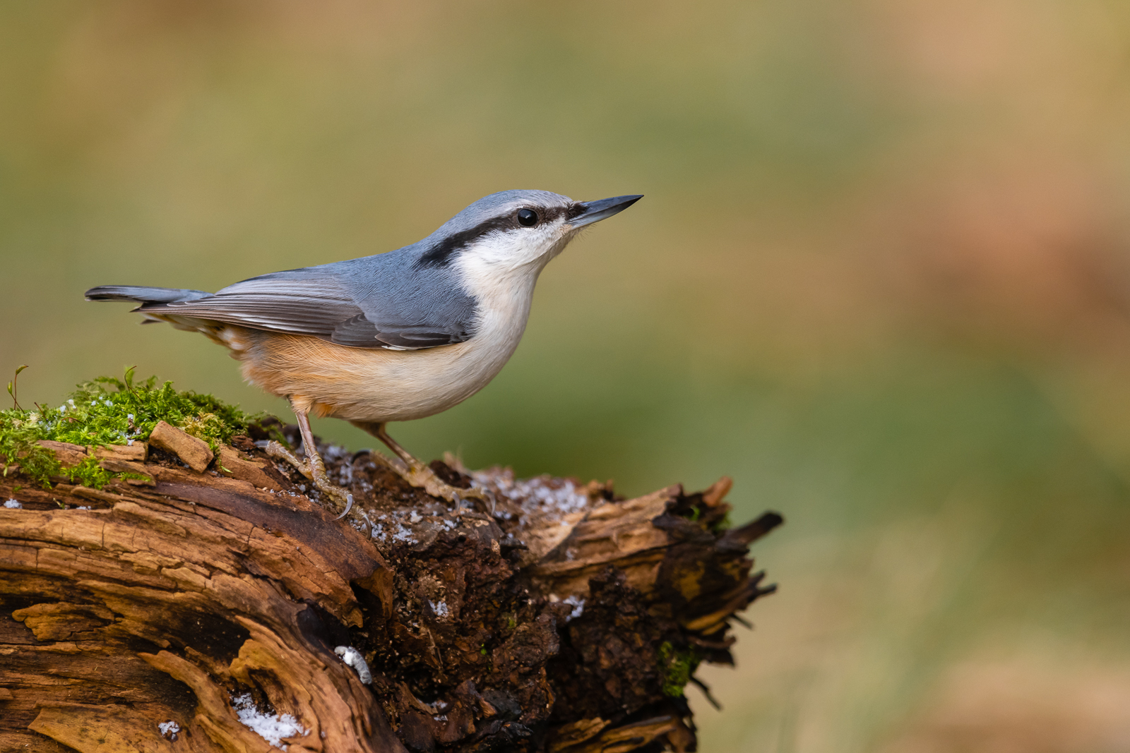Nuthatch after first snowfall