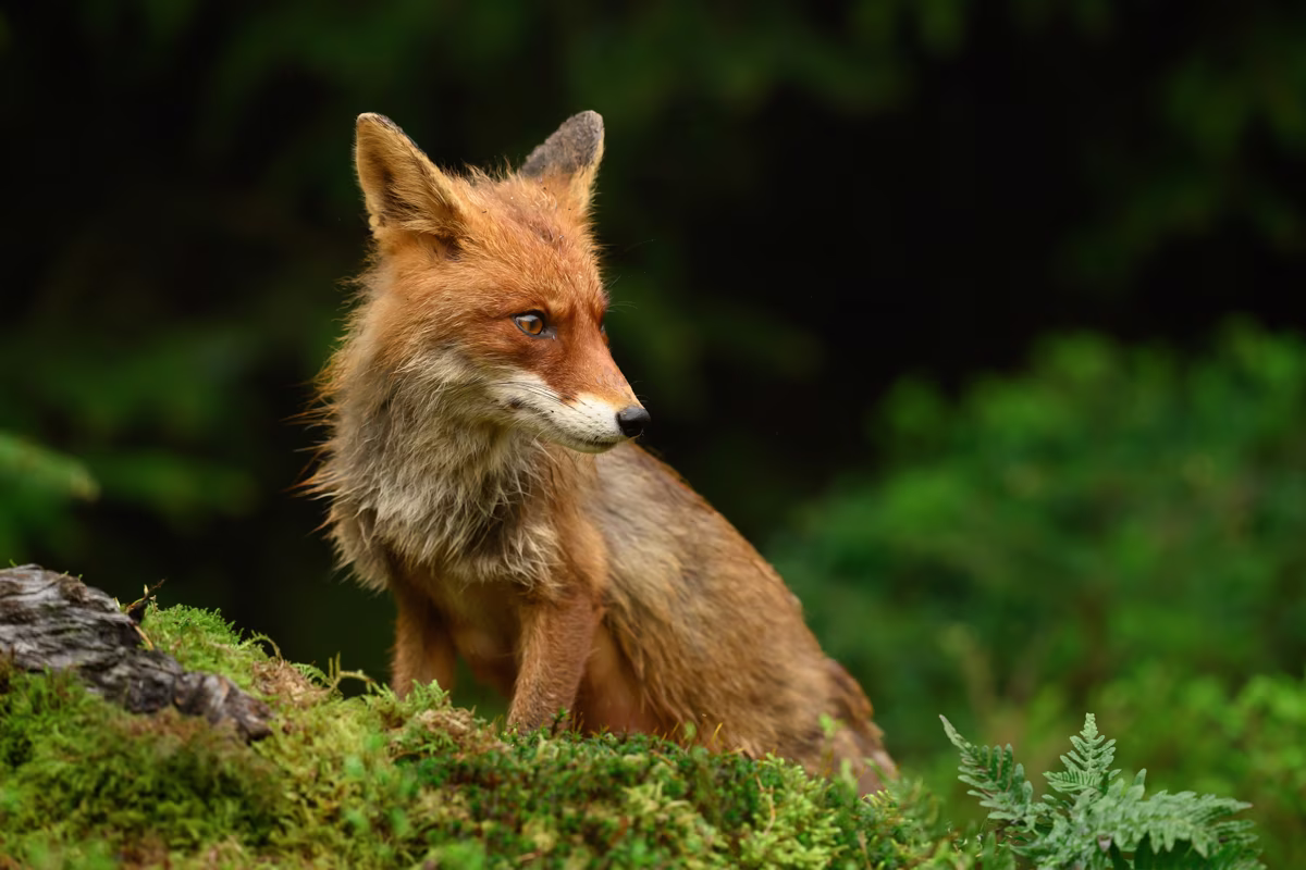 Portrait of the fox mother