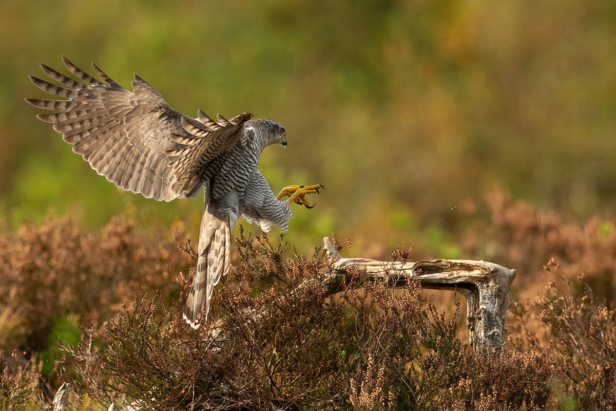 Goshawk in for landing