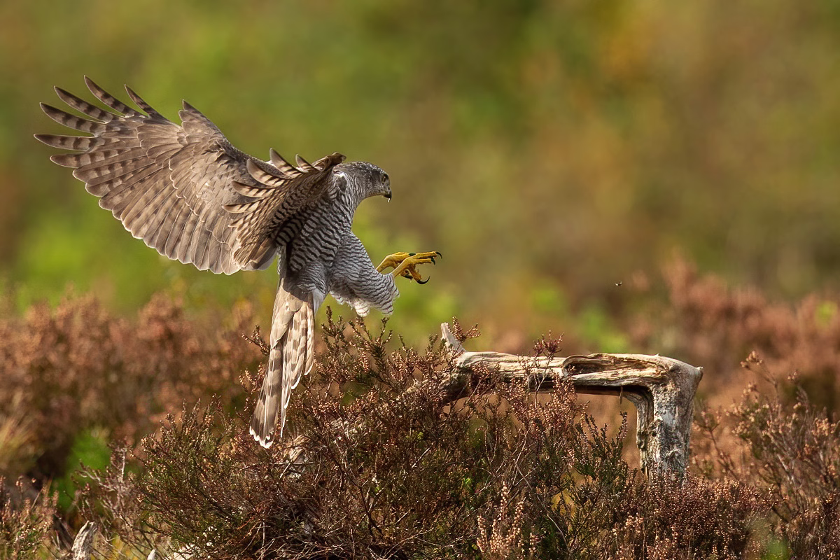 Goshawk in for landing