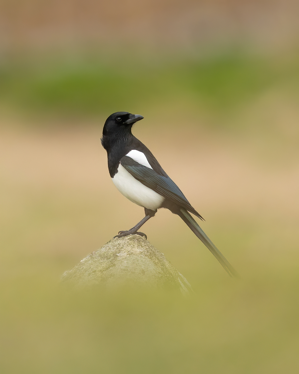 Magpie on a stone