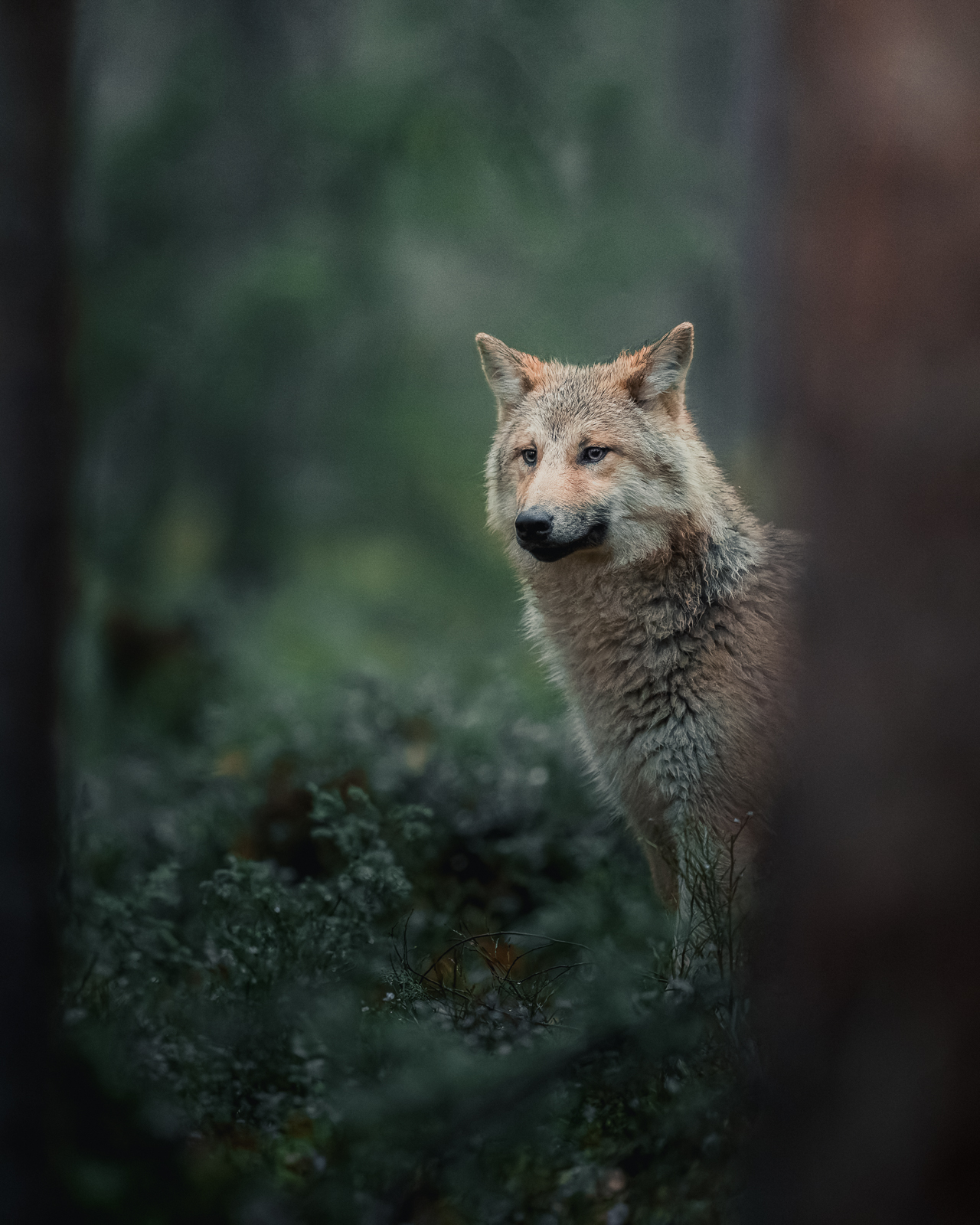 The wolf pays attention