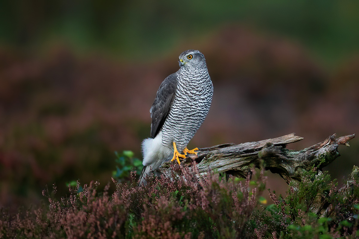 Goshawk in a field of heather
