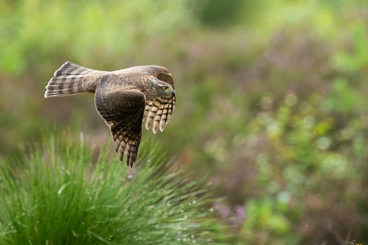 Sparrowhawk in flight over the heather marsh