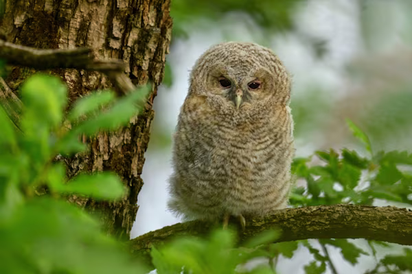 The tawny owl chick in the oak tree