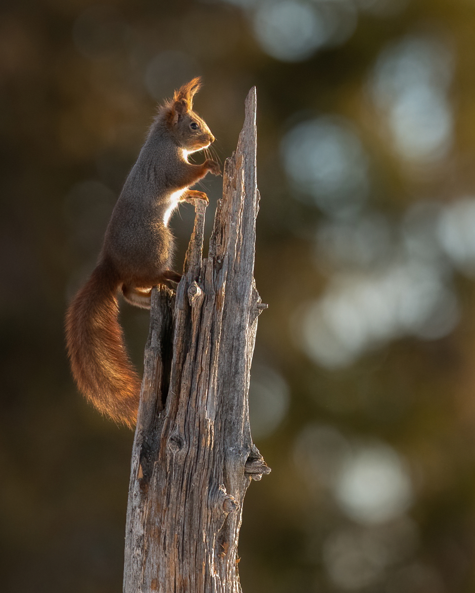 Squirrel climbing on old log