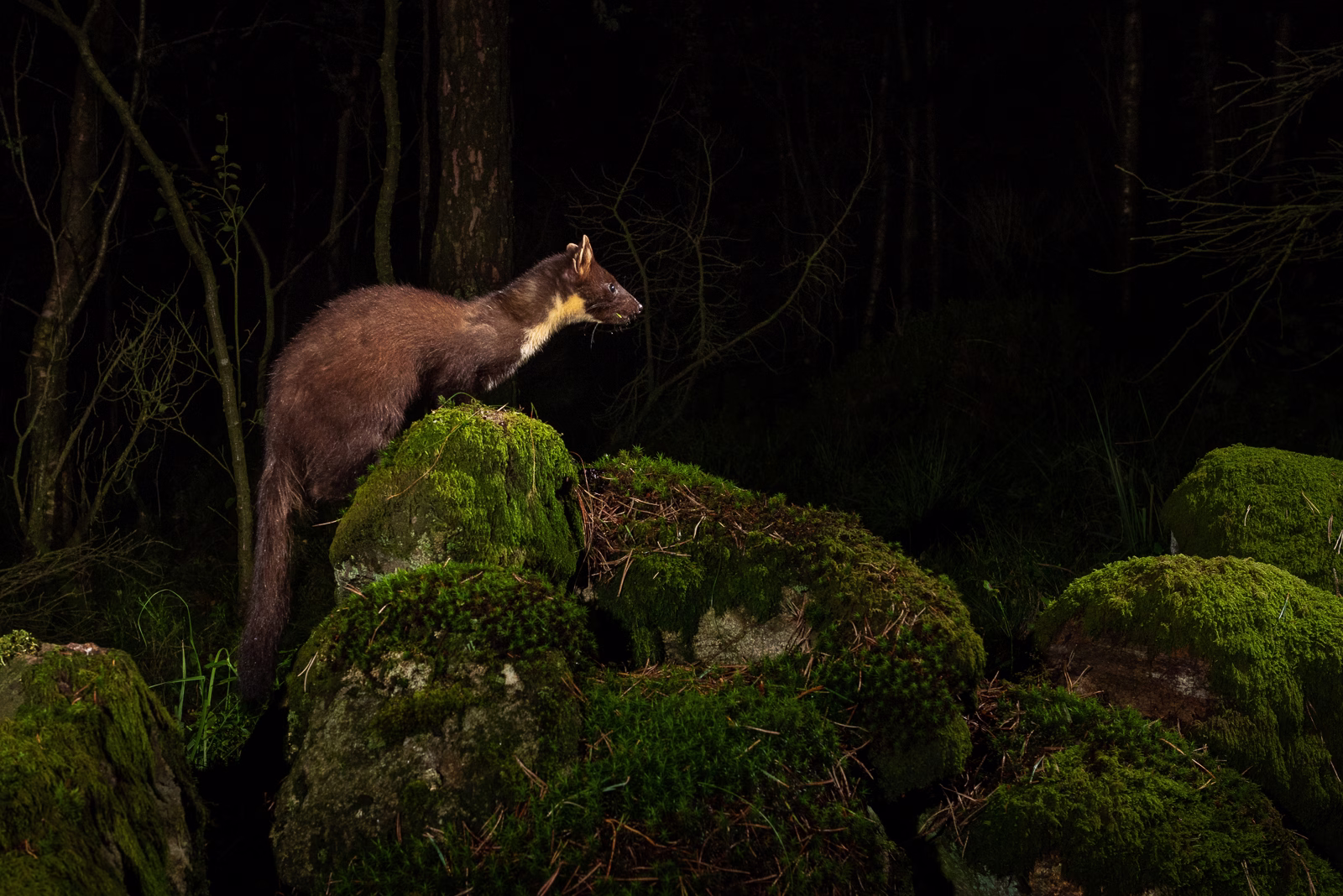 Pine marten on mossy stones