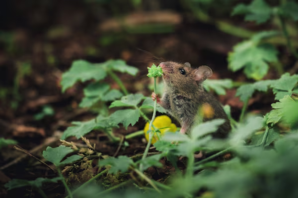Wood mouse smelling a plant